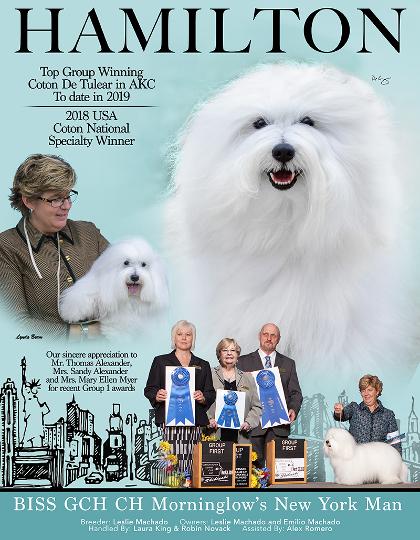 Akc coton best sale de tulear breeders